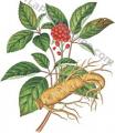 Erbe - Ginseng