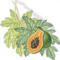 Erbe - Papaya