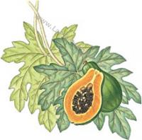 Erbario Papaya