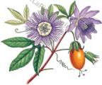 Erbe - Passiflora