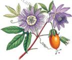 Passiflora