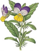 Erbario Viola Tricolor