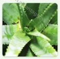 Aloe - Foglie fresche di Aloe ARBORESCENS gr 400