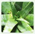 Fragilità unghie e capelli - Foglie fresche di Aloe ARBORESCENS gr 400